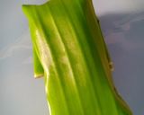 Foto langkah ke 4 dari resep Nagasari roti tawar gurih.