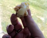 Une image de l'étape 8 de Choux chantilly/crème pâtissière.