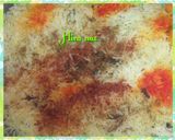 A picture of step 8 of Chicken Biryani.