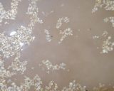 Foto del paso 1 de la receta: Chuletas de cordero en procesado de verdeo y leche con tabuleh