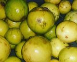 A picture of step 1 of Gauva marmalade.