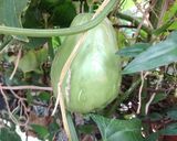 Foto del paso 1 de la receta: Guiso de chayote "Laura Elena"