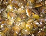 Foto langkah ke 1 dari resep Palekko kerang.