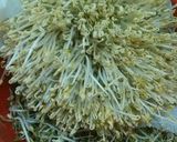 Foto langkah ke 3 dari resep Membuat toge sendiri.
