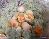 Foto del paso 2 de la receta: Hojas y tallos de acelgas rellenos