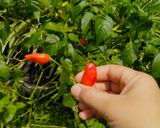 Foto langkah ke 1 dari resep Anyang Daun jo Bungo Kalikih.
