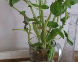 Foto del paso 8 de la receta: Charquican