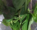 Foto langkah ke 2 dari resep Sayur daun katuk.