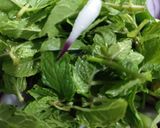 A picture of step 2 of Mongre ki chutney.