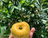 Hình bước làm 1 của món Bình Bát Dầm Đá Đường