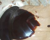 Foto langkah ke 5 dari resep Brownies Kukus Amanda.