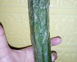 Foto langkah ke 1 dari resep Sayur Bening Oyong So'un.