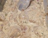 A picture of step 2 of Chicken Malai boti.