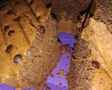 Foto langkah ke 7 dari resep Bolu pisang coklat simple.
