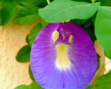 A picture of step 1 of ⭐Grandma’s Blue Magic Tea (Butterfly Pea Tea).