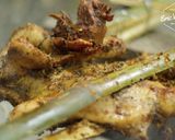 A picture of step 6 of Grilled Chicken with Mac Khen | Unique Northwest Vietnamese Cuisine.