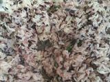 Ketan Hitam arang arang kambang tabur kelapa