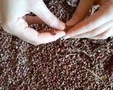 صورة لخطوة 2 من وصفة طريقة تحضير وحفظ السماق خطوة بخطوة 🥰