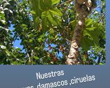 Foto del paso 4 de la receta: Jugo de papaya