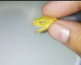 A picture of step 1 of Cardamon Tea.