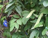 藍蝶飯的食譜步驟1照片