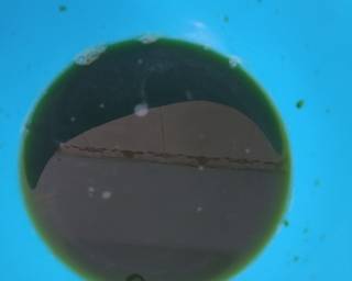 177. Dawet Beras Daun Suji (Homemade) - Step 1