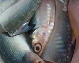 Foto langkah ke 1 dari resep Ikan Bandeng Bumbu Kuning ala Anistians.
