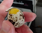 Foto do passo 2 de Salada romântica (R. Própria)