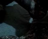 Pas rețetă Biscuiții 🐰İepuraşi cu glazură de ciocolată și nucă pisata🐰 5 fotografie