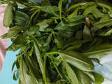 Sayur Kuah Daun Ginseng