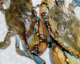 Foto del paso 1 de la receta: Cangrejo azul cocido