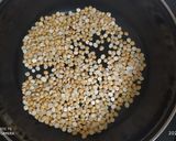A picture of step 1 of Bengal Gram Laddu.