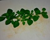 A picture of step 6 of Vietnamese style ribletes.