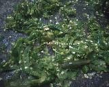 Foto langkah ke 2 dari resep Pete Cabe Ijo.
