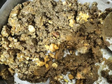 Bjra laddu