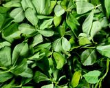 A picture of step 1 of Calcium Rich Methi Leaves Multigrain Dhebra Gujarati Style - Fenugreek Leaves Paratha.