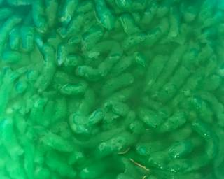 Es Cendol Sehat - Step 4