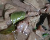 Foto langkah ke 6 dari resep Lentog Tanjung Khas Kudus.