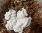 Foto del paso 9 de la receta: Canastas Rellenas de Pollo con Masa de Harina de Arvejas (apto diabéticos)