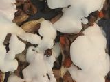 Szaftos gombás csirkemell 🍄