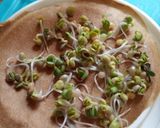 Foto del paso 3 de la receta: Brotes de mostaza: un jardín en mi cocina