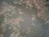 Hariyali Moong