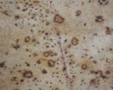 A picture of step 9 of Wheat flour Chapati.