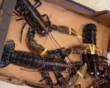 A picture of step 1 of Butter & Garlic Lobster 🦞.
