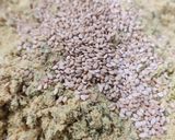 પાલક મઠરી (Palak Mathri Recipe In Gujarati) રેસીપી સ્ટેપ4ફોટો