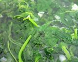 Foto langkah ke 6 dari resep Sayur bayam.