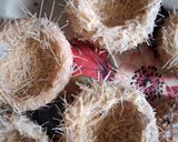 A picture of step 4 of Potato Bird Nest.