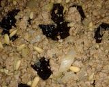 Foto del paso 1 de la receta Bourekia