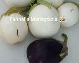 Foto del passaggio 1 della ricetta Polpette di melanzane km zero filanti alla Pugliesefilanti👩‍🍳🏡🦁❤️