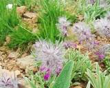 عکس مرحله 1 از دستور دمنوش چای کوهی